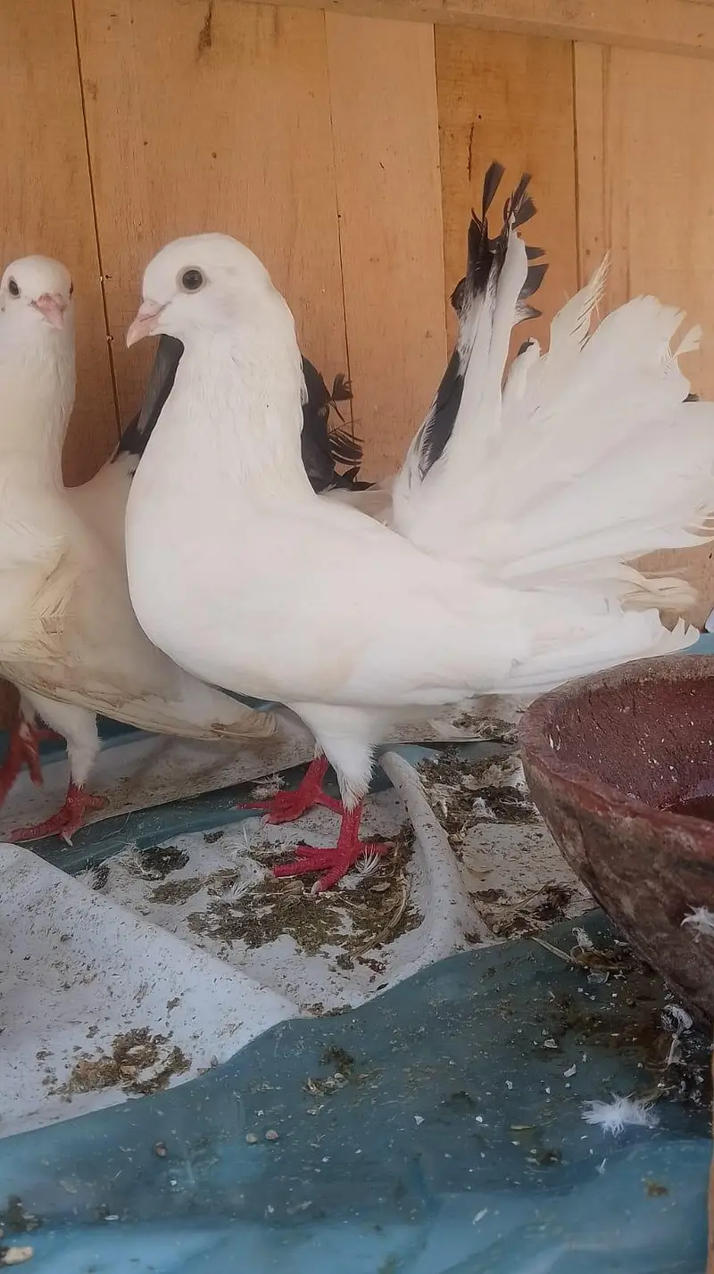 4 pair lakkay pigeons for sale — photo 2