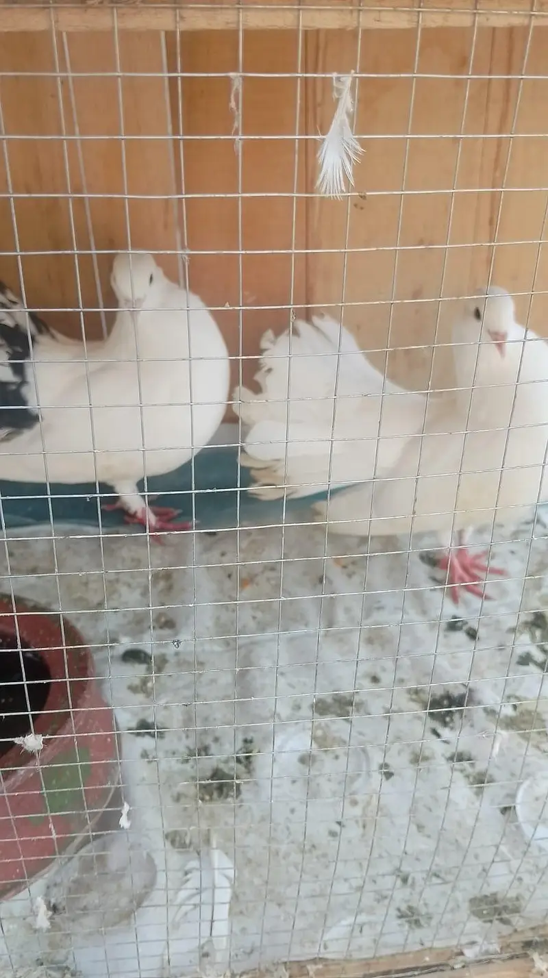 4 pair lakkay pigeons for sale — photo 3