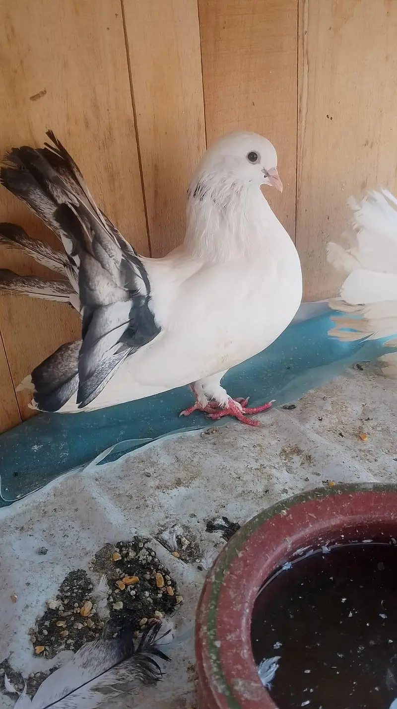 4 pair lakkay pigeons for sale — photo 4