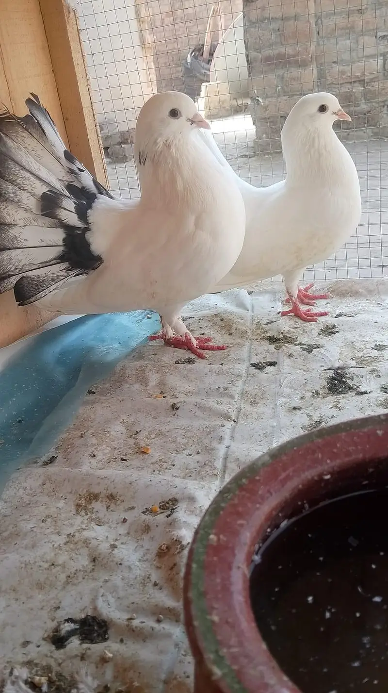4 pair lakkay pigeons for sale — photo 5