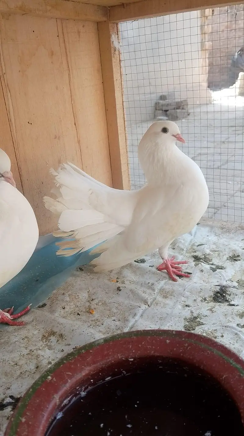 4 pair lakkay pigeons for sale — photo 6