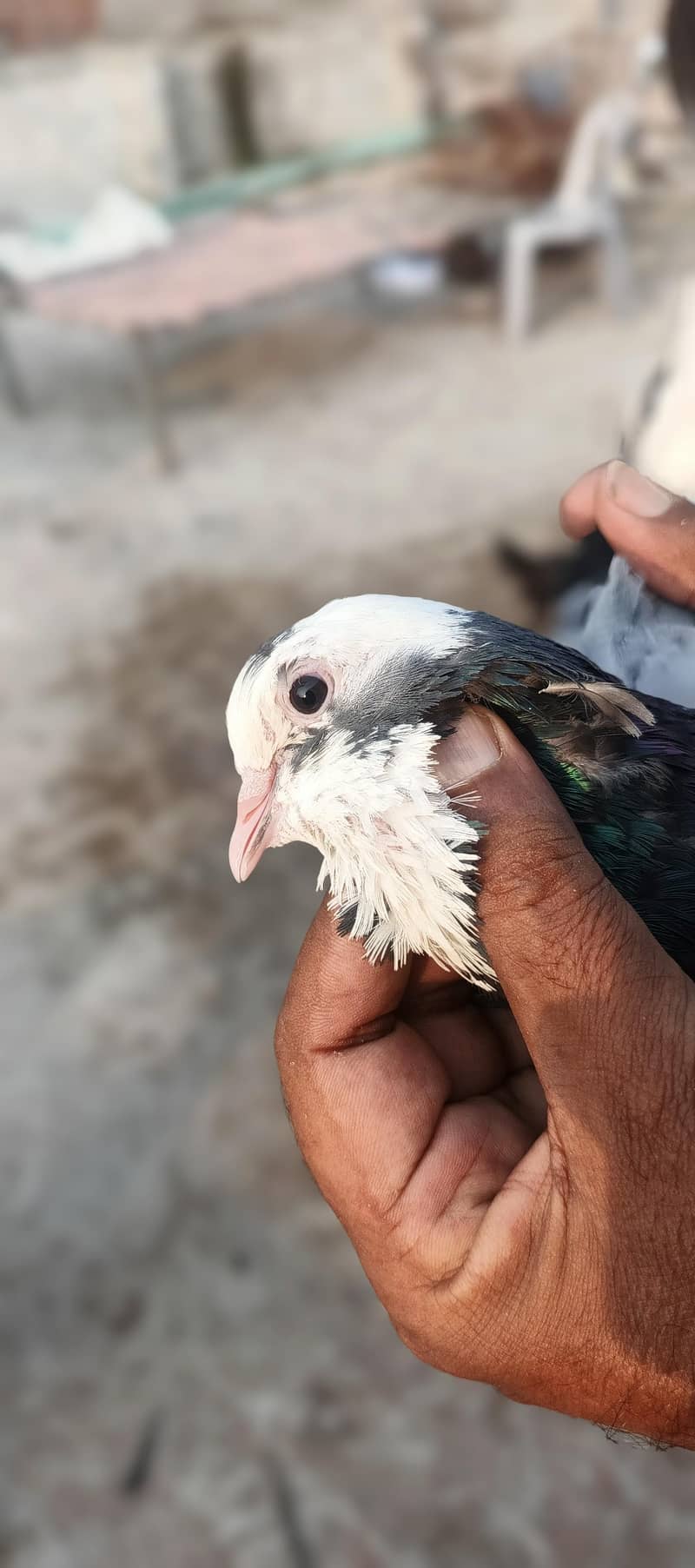 pigeon 1