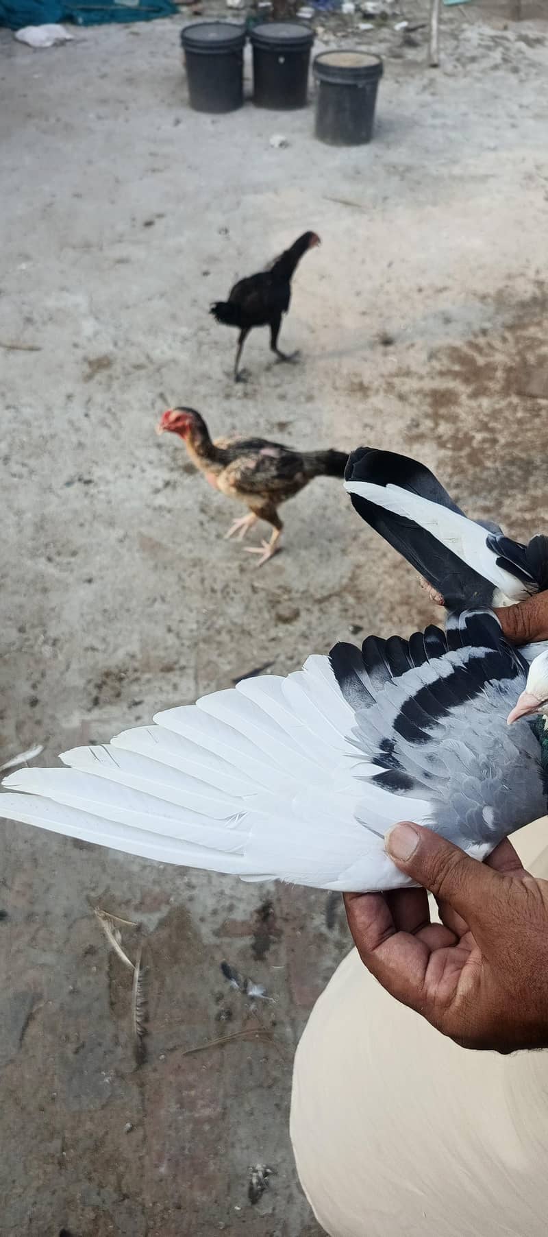 pigeon 2