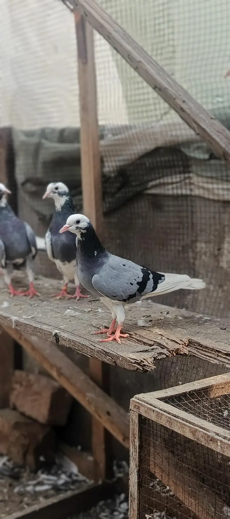pigeon — photo 4