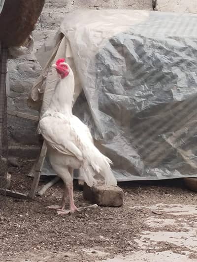 hera aseel male zabardst quality or long height may