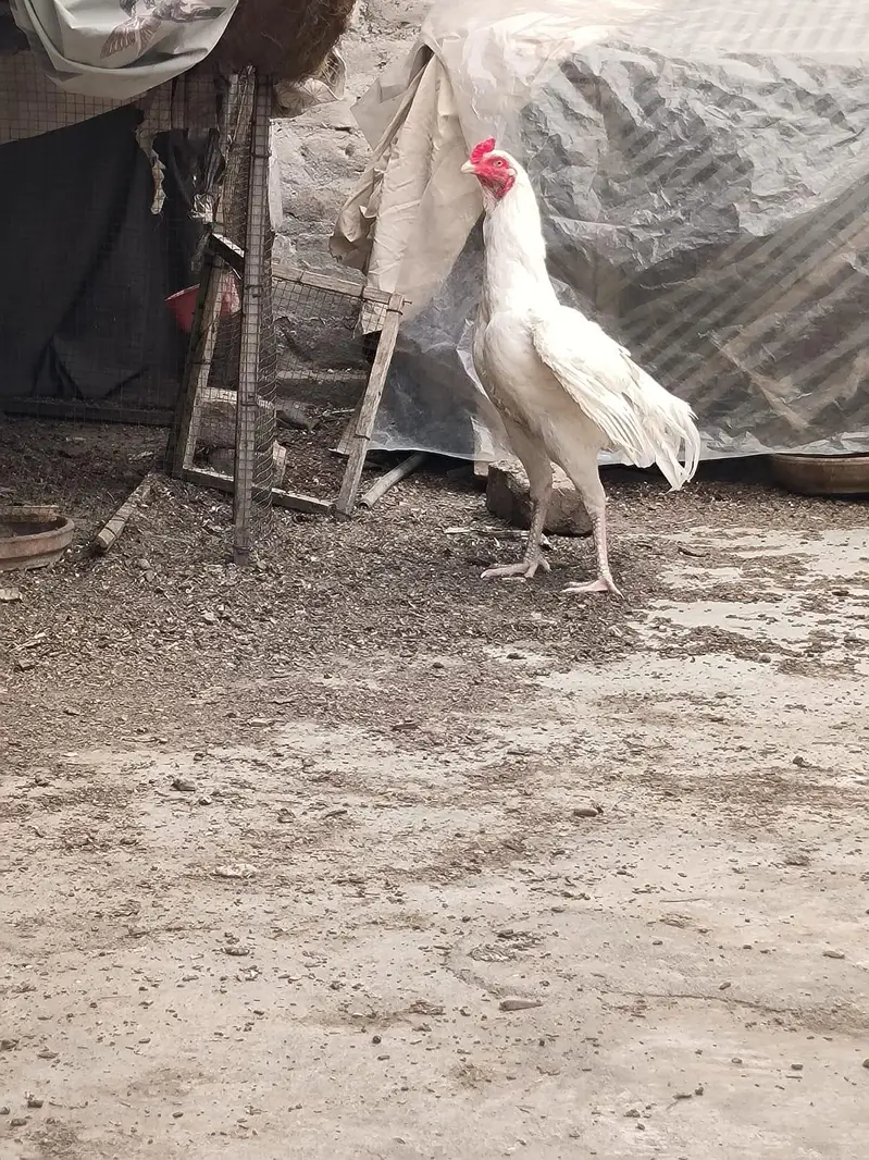 hera aseel male zabardst quality or long height may — photo 2