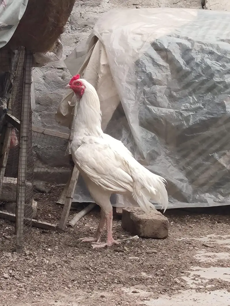 hera aseel male zabardst quality or long height may — photo 3