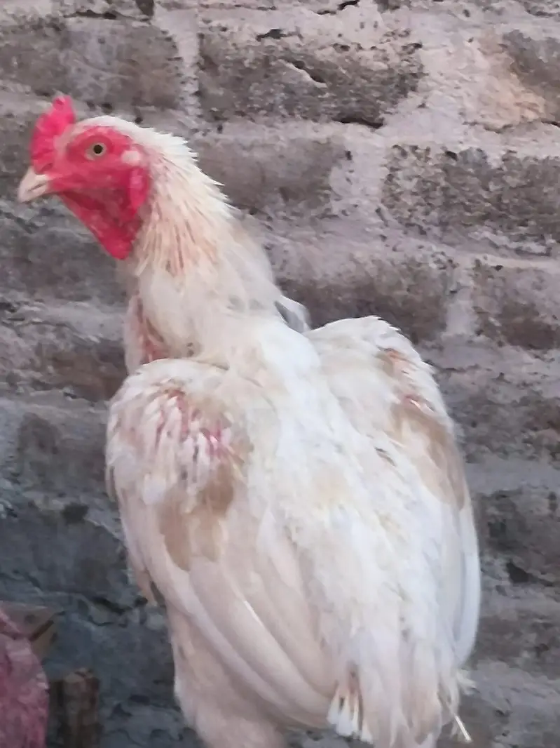 hera aseel male zabardst quality or long height may — photo 4