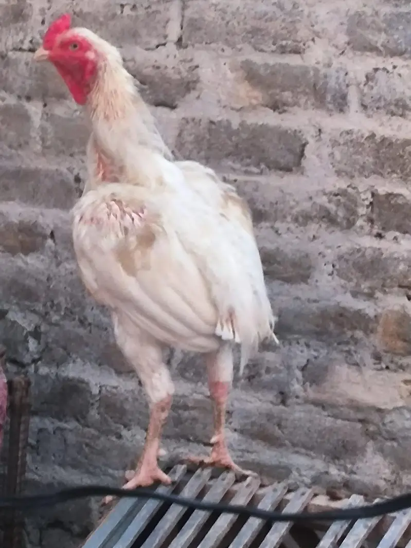 hera aseel male zabardst quality or long height may — photo 5