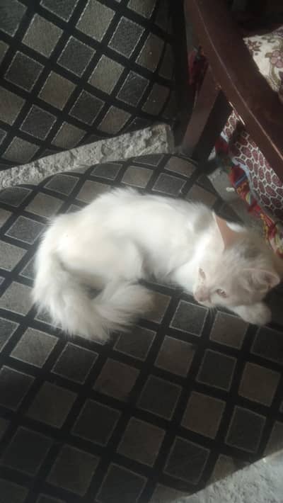 Persian pure white