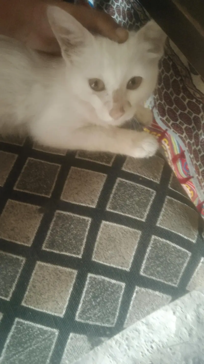Persian pure white — photo 2