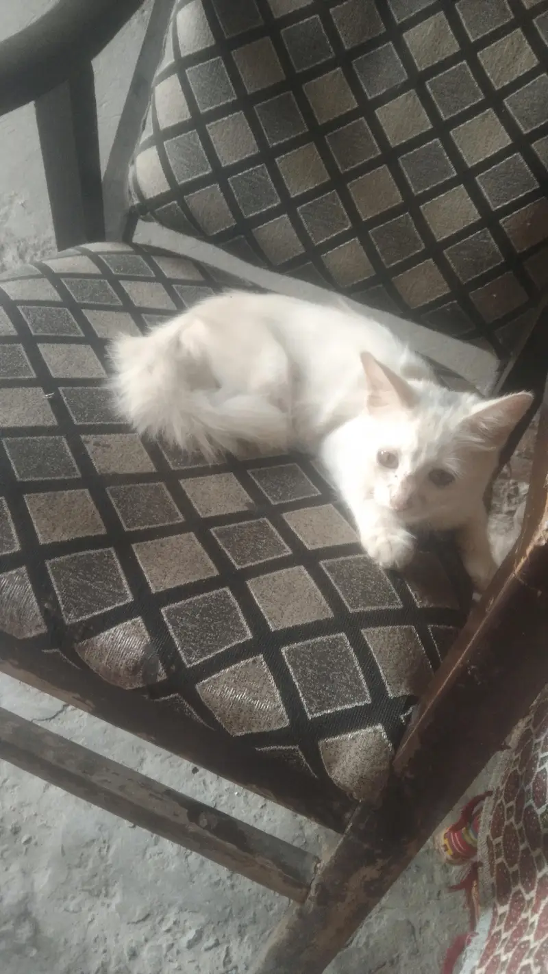 Persian pure white — photo 3