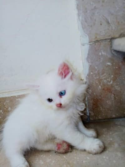 Persian Cat