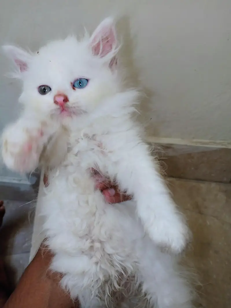 Persian Cat — photo 2