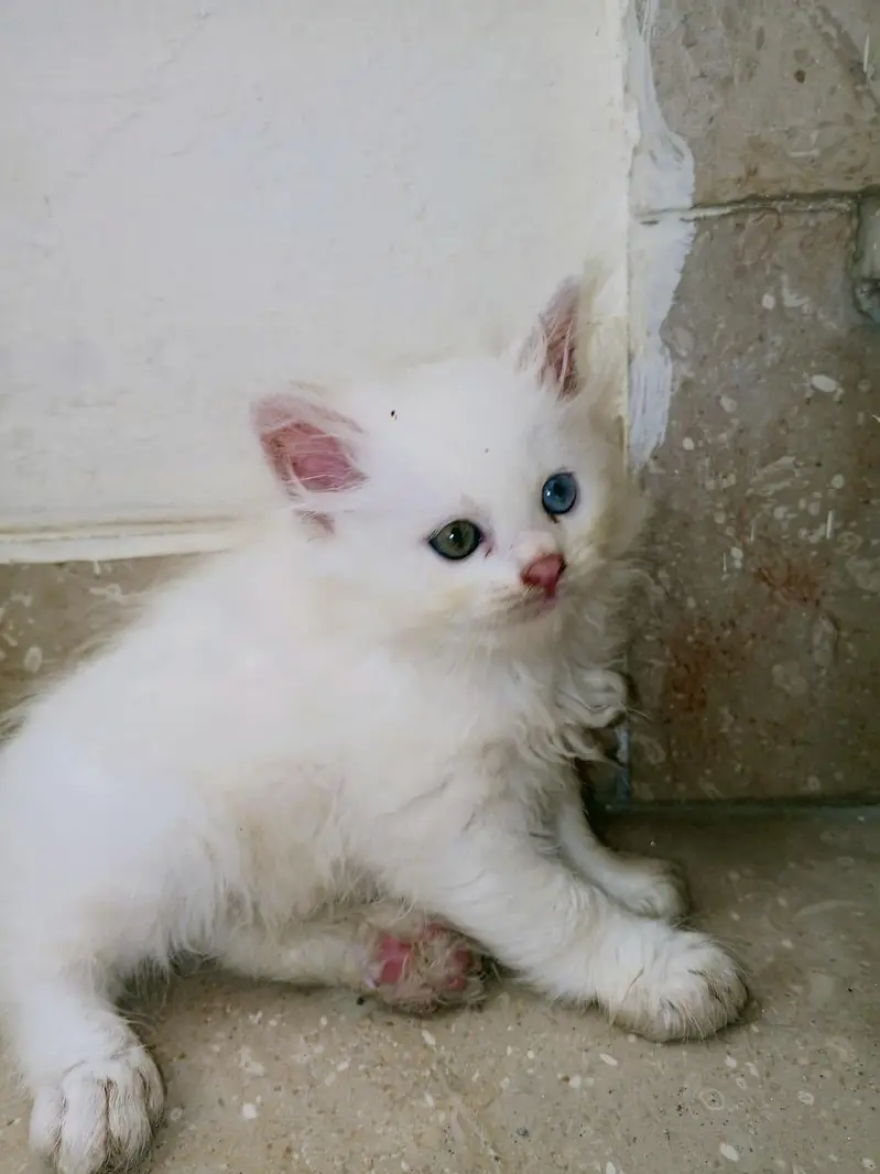Persian Cat — photo 3