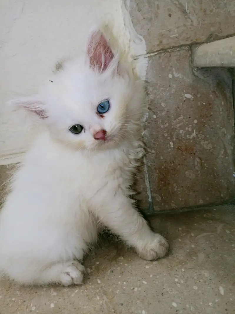 Persian Cat — photo 4