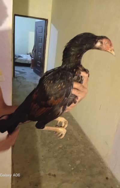 this is meawali breed Madi Age 2 year male age 8 month