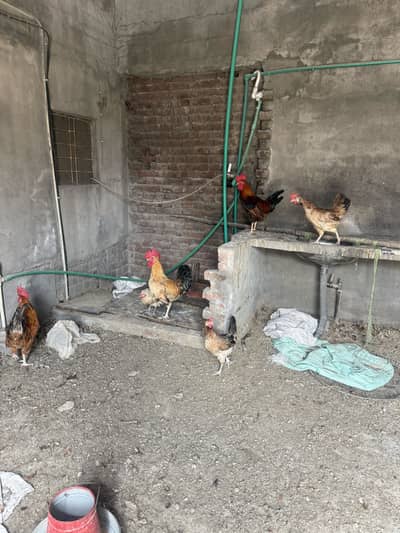 Hens for sale