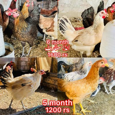 EGG LAYING HEN | DESI | GOLDEN | Misri| Chicks| Chuza|MURGI|PAthi