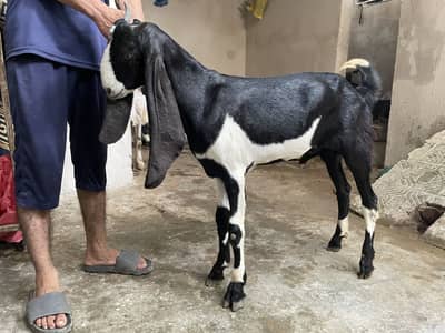 Black ablak