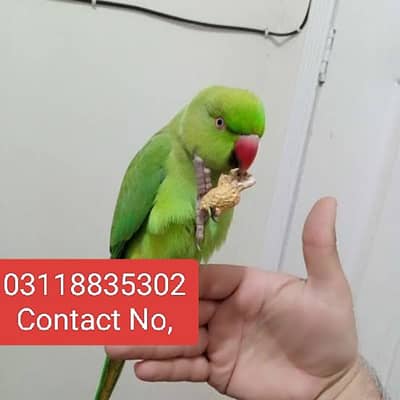 03118835302 (Katha) Full Hand Tame Friendly Green Ringneck Pathy