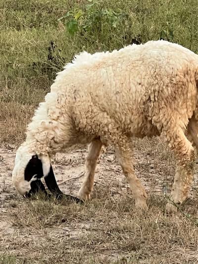 Pure kajla | Sheep | Goat | Bakra | Chatra | Kheera bacha | Kajli