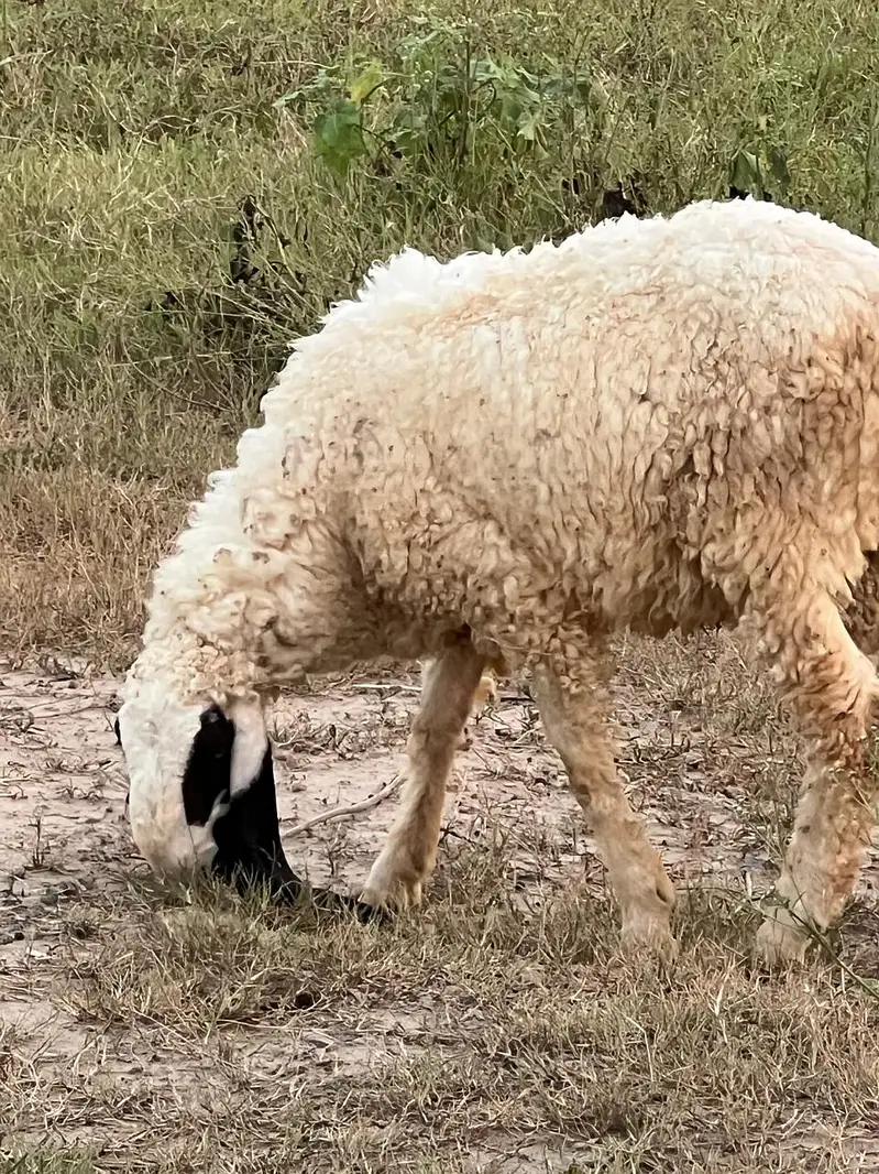 Desi chatra  | Sheep | Goat | Bakra | Chatra | Kheera bacha — photo 2