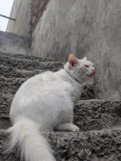 Healthy Female version cat with thair male kitten for sale in Tarnol