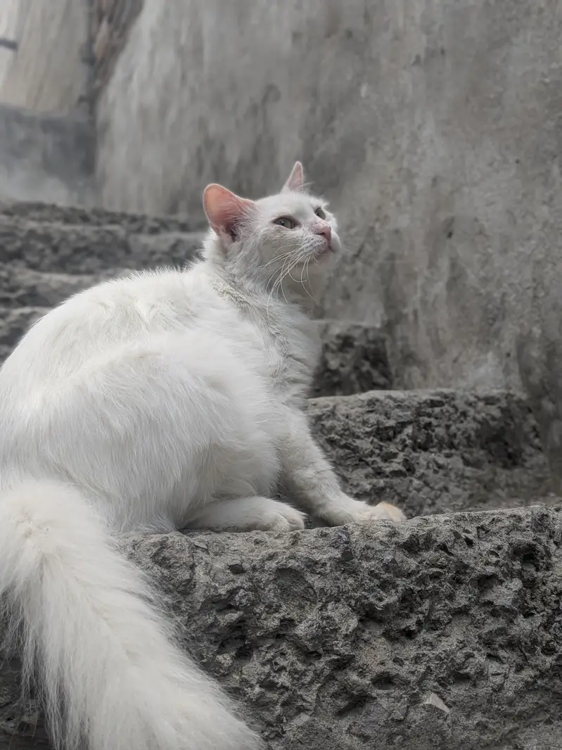 Healthy Female version cat with thair male kitten for sale in Tarnol — photo 2