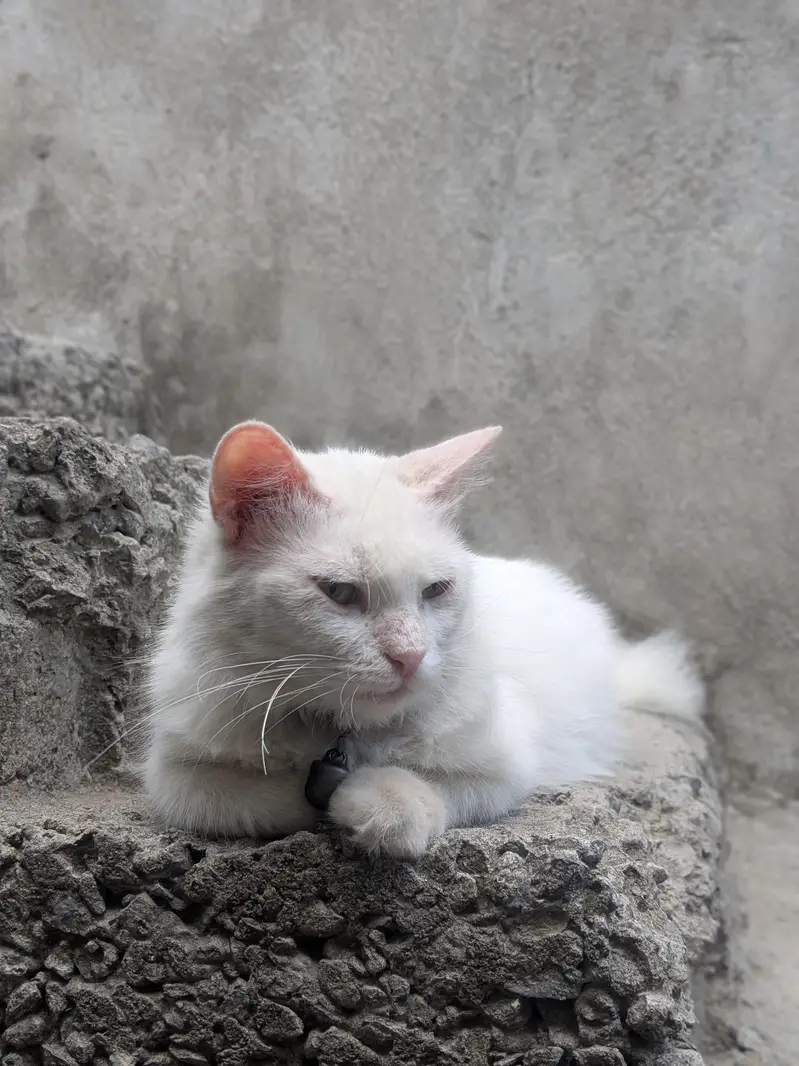Healthy Female version cat with thair male kitten for sale in Tarnol — photo 3