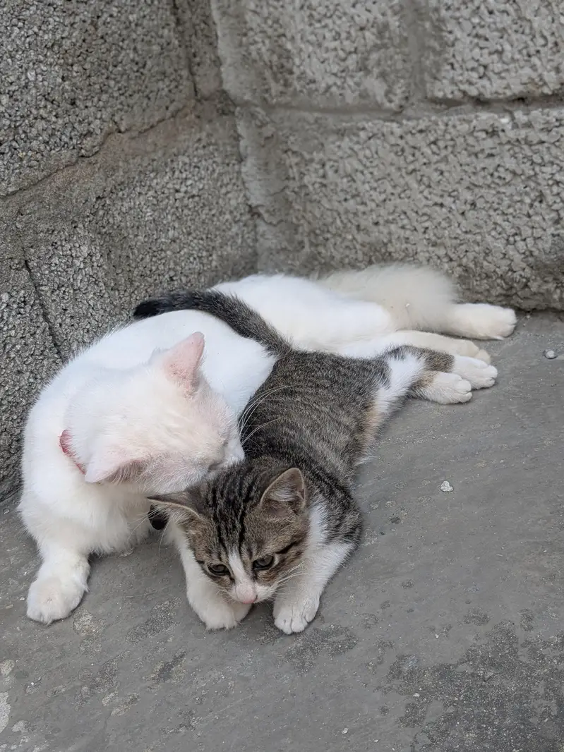 Healthy Female version cat with thair male kitten for sale in Tarnol — photo 4