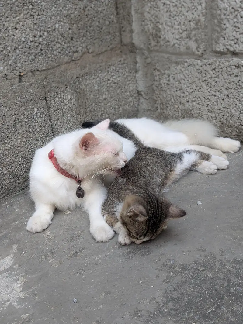 Healthy Female version cat with thair male kitten for sale in Tarnol — photo 5