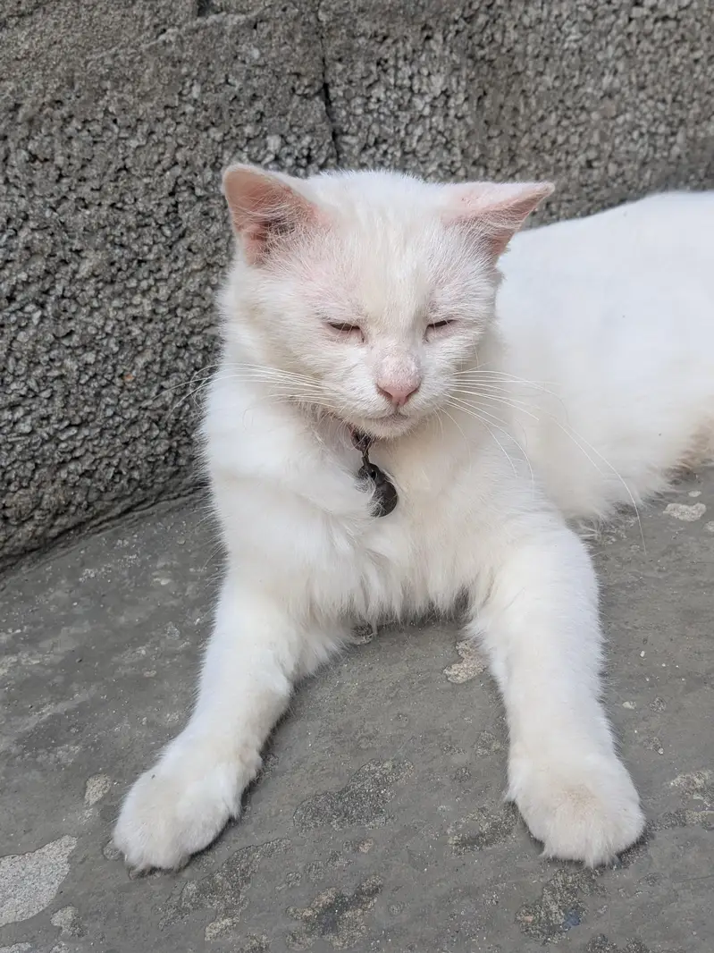 Healthy Female version cat with thair male kitten for sale in Tarnol — photo 6