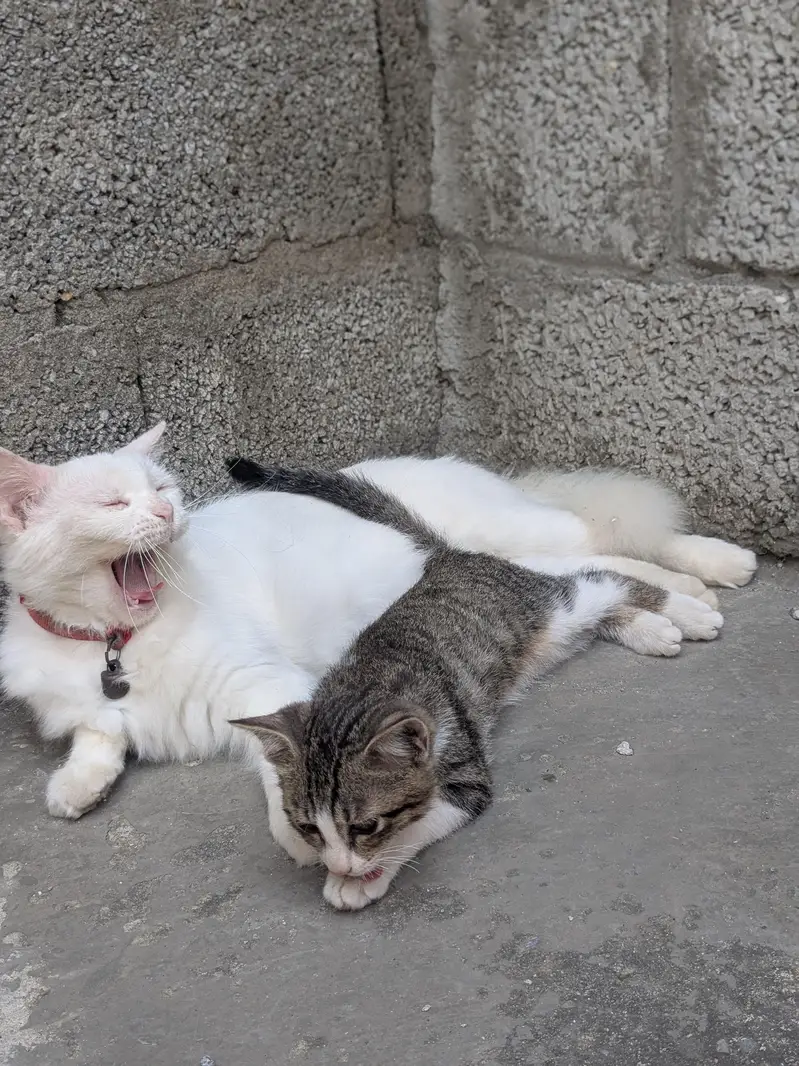 Healthy Female version cat with thair male kitten for sale in Tarnol — photo 7