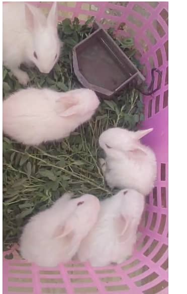 Red Eye Rabbit Pair & Babies For Sales