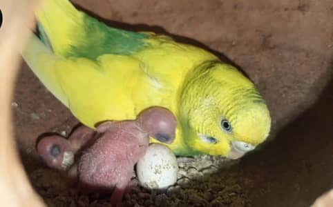 Rainbow Budgies breeding setup for sale