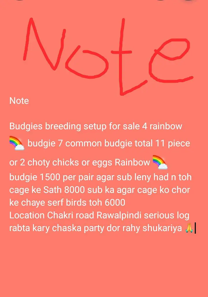 Rainbow Budgies breeding setup for sale — photo 2