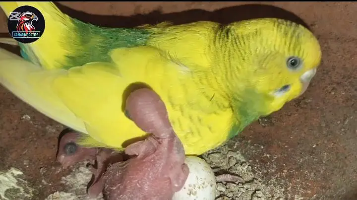 Rainbow Budgies breeding setup for sale — photo 3