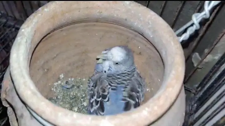 Rainbow Budgies breeding setup for sale — photo 4