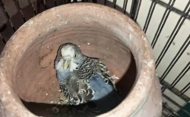 Rainbow Budgies breeding setup for sale — photo 5