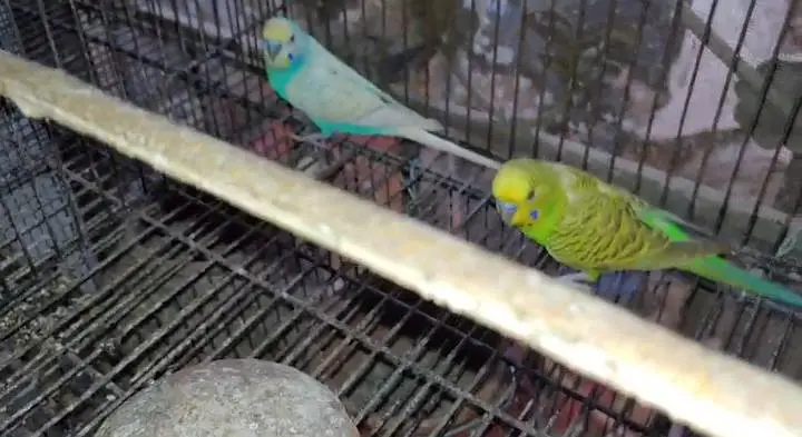 Rainbow Budgies breeding setup for sale — photo 6