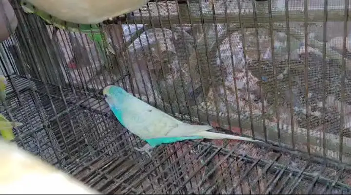 Rainbow Budgies breeding setup for sale — photo 7