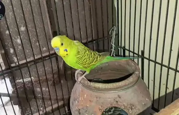 Rainbow Budgies breeding setup for sale — photo 8