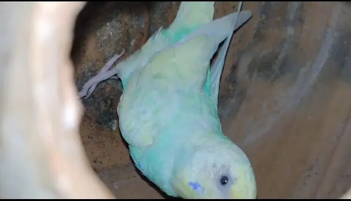 Rainbow Budgies breeding setup for sale — photo 10