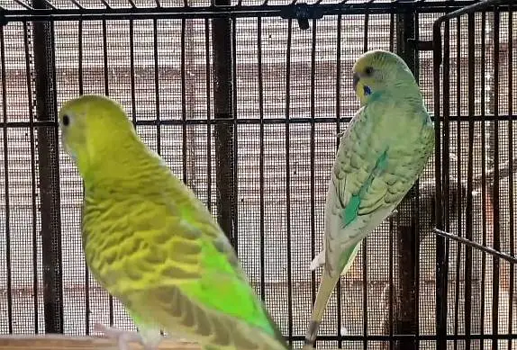 Rainbow Budgies breeding setup for sale — photo 11