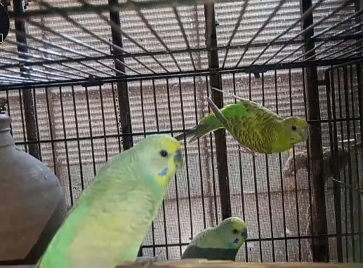 Rainbow Budgies breeding setup for sale — photo 12