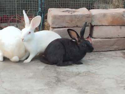 7 Rabbits are Argent Seals
