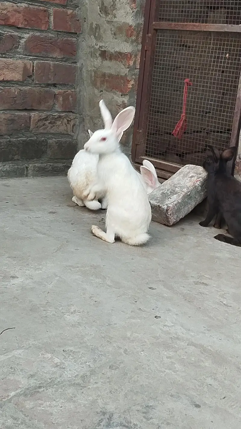 7 Rabbits are Argent Seals — photo 3