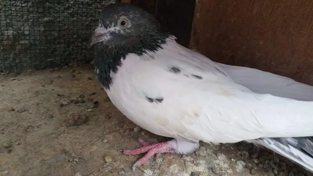 breeder pairs contact whatsap 03122310790 — photo 3