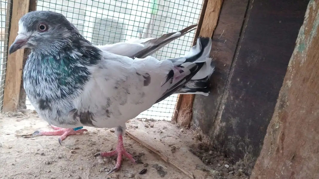 breeder pairs contact whatsap 03122310790 — photo 7